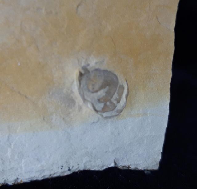 Terebratula sp. MUELLER 1776 - Bild &copy; FossNet FossilienStore